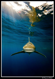 Shark!!!...... by Dray Van Beeck 